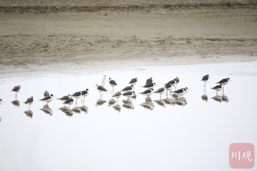 （转载）鸟界“超模”——黑翅长脚鹬现身红原