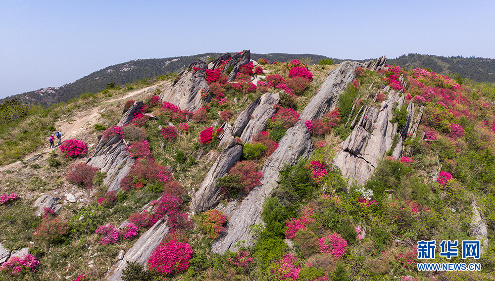 杜鹃怒放双峰山 漫山遍野如云霞