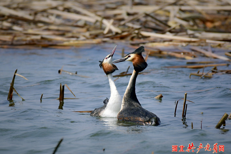 河北遷安：鳳頭䴙䴘情定黃臺湖