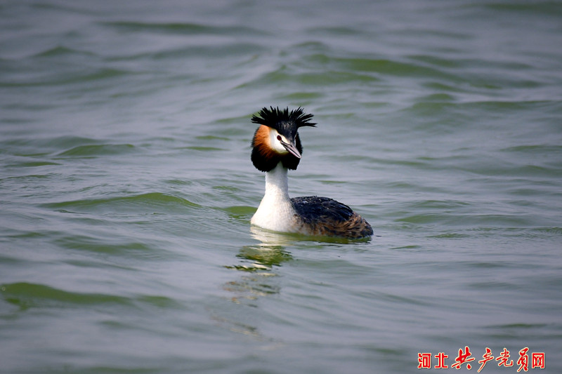 河北遷安：鳳頭䴙䴘情定黃臺湖