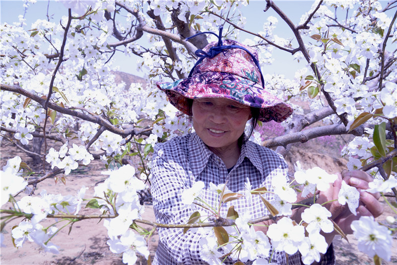 【与春天撞个满怀 打卡最美春景】陕西靖边：梨园春色醉游人_fororder_微信图片_20220411154847