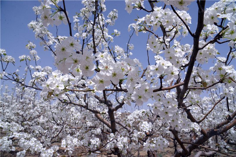 【与春天撞个满怀 打卡最美春景】陕西靖边：梨园春色醉游人_fororder_微信图片_20220411154418