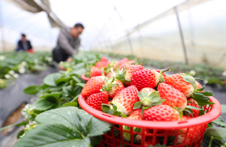 草莓是“百毒之首”的水果？ 專家“五問五答”為你解惑