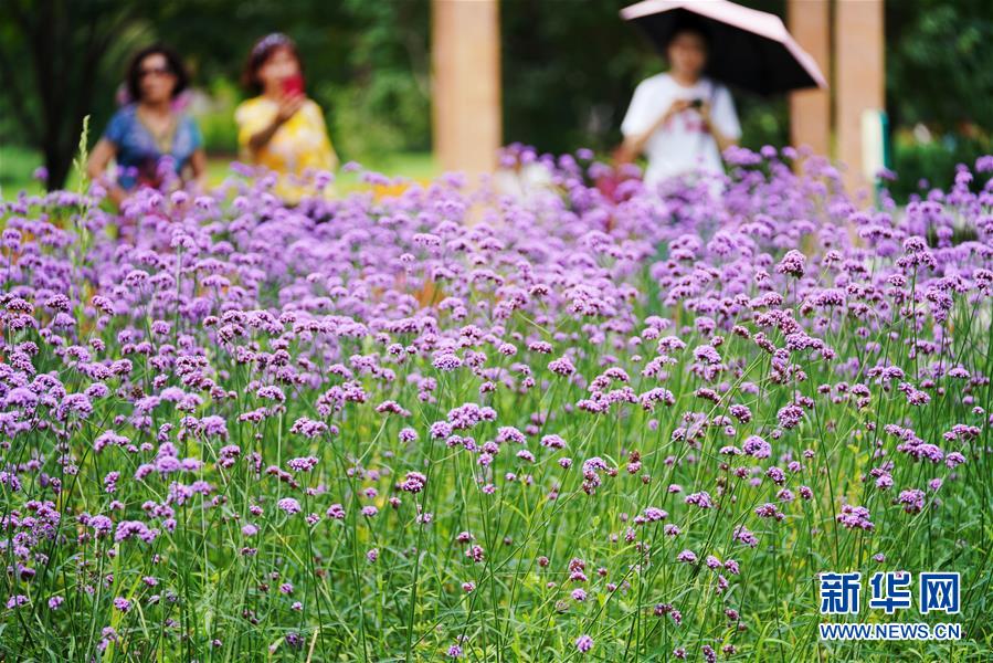 夏花绚烂太阳岛