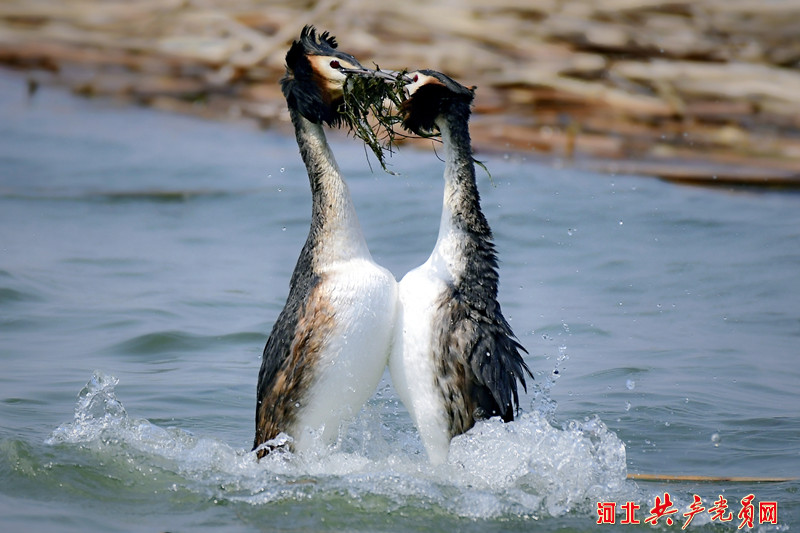 河北遷安：鳳頭䴙䴘情定黃臺湖