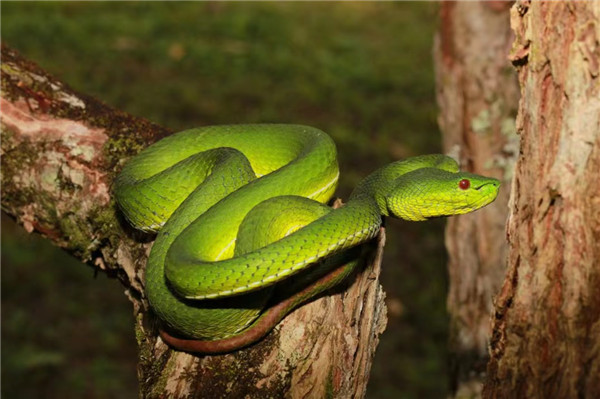 （转载）宜宾学院《中国蝮蛇》出版发行 蛇类生物多样性研究获新突破