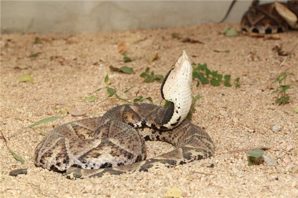 （转载）宜宾学院《中国蝮蛇》出版发行 蛇类生物多样性研究获新突破