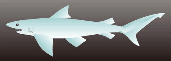日本北海道驚現完整滅絕鯊魚牙齒化石(圖)