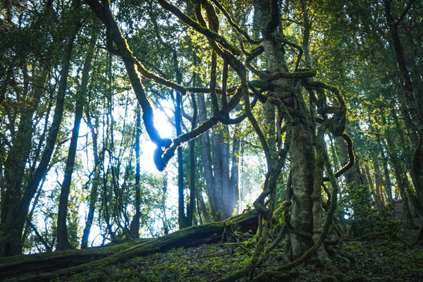 【原创】云南省南华兔街：采茶节走进被遗忘的千年茶乡_fororder_图片1