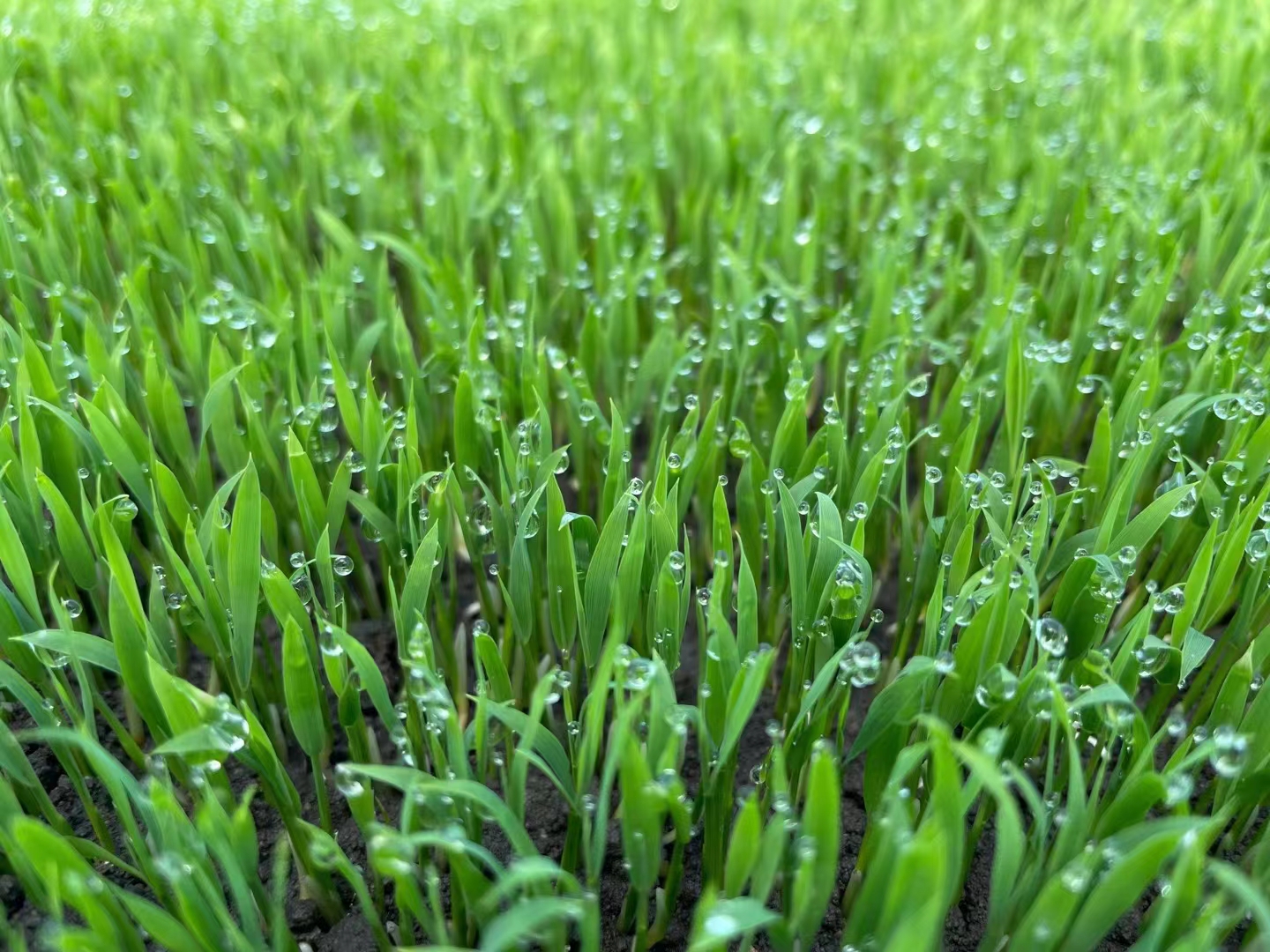 创业农场：省人省力 “田管家”来啦