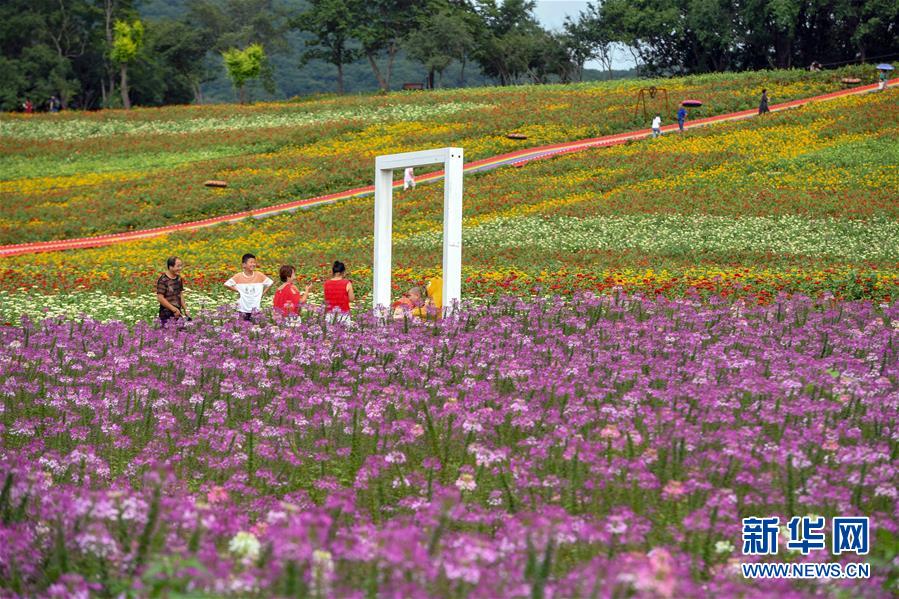 吉林長春：“暢遊”花海