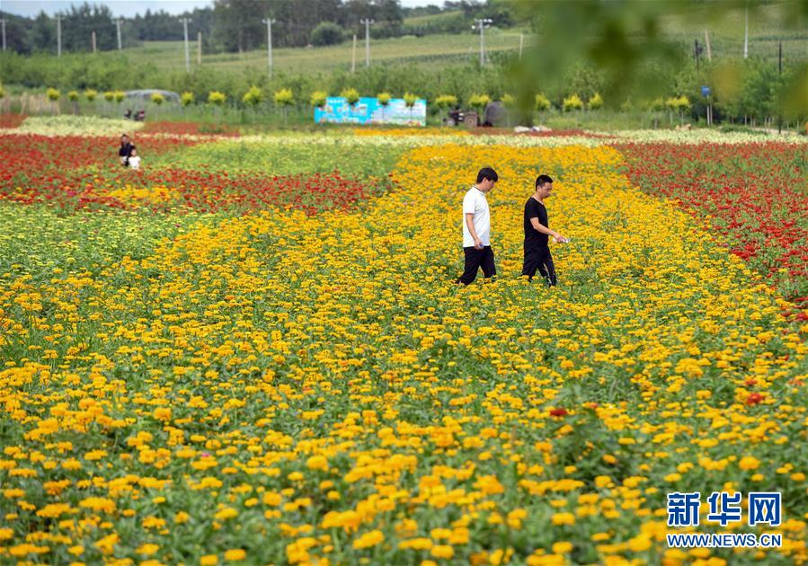 吉林長春：“暢遊”花海