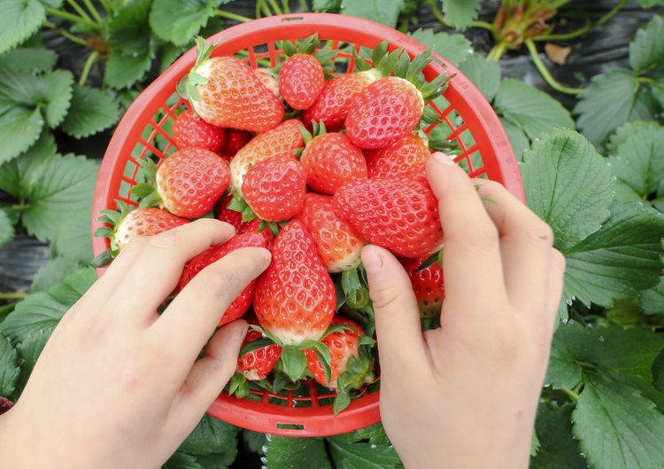 草莓是“百毒之首”的水果？ 專家“五問五答”為你解惑