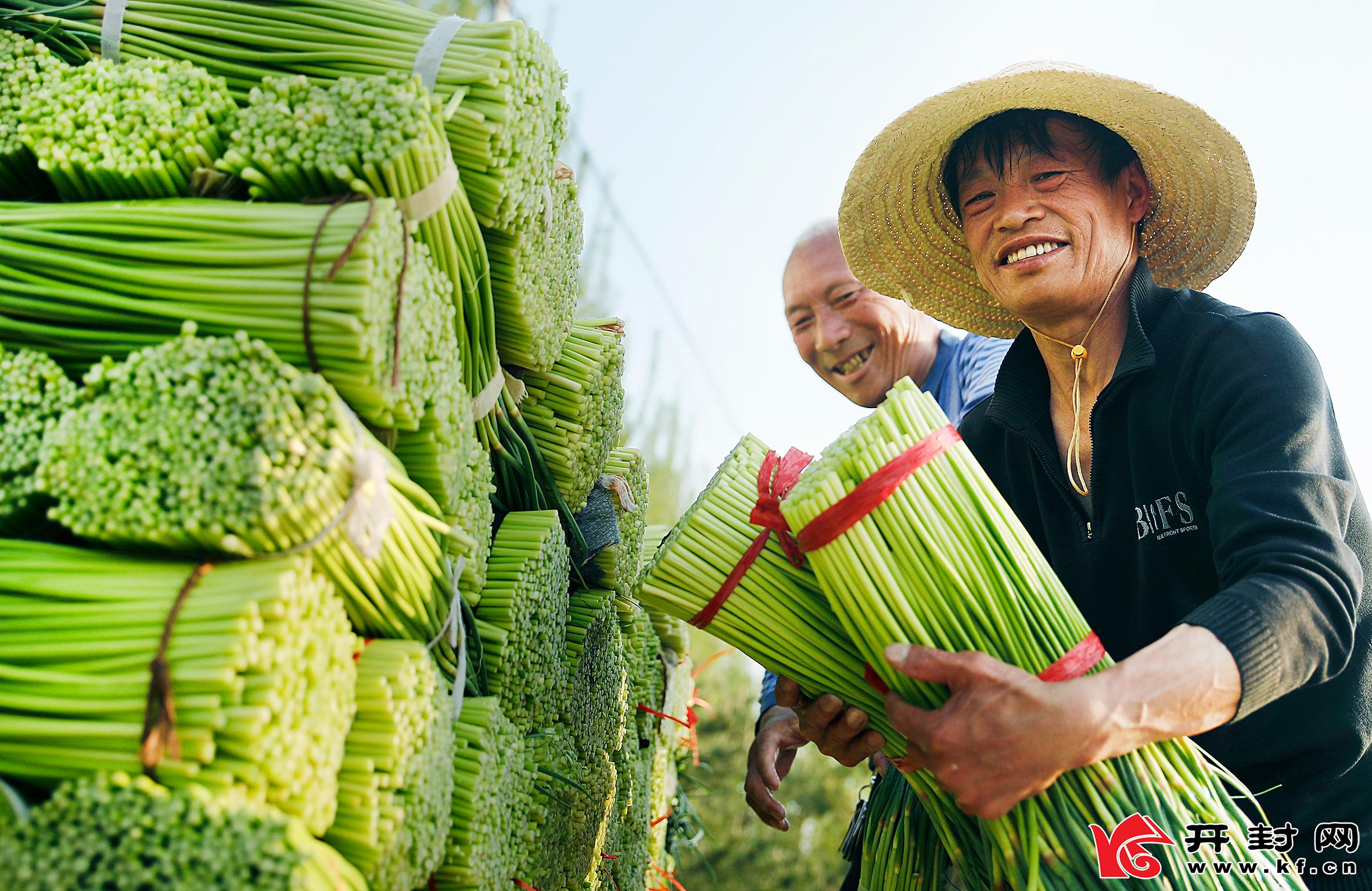 開封尉氏：蒜苔大豐收