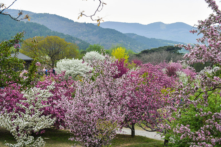 Çin Ulusal Botanik Parkı bugün açıldı_fororder_VCG111378062895