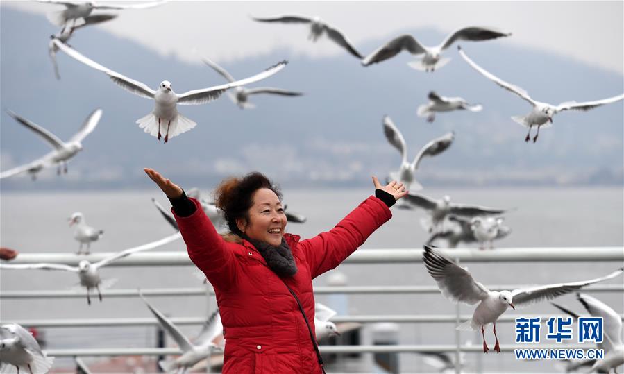 昆明：寒冬赏鸥
