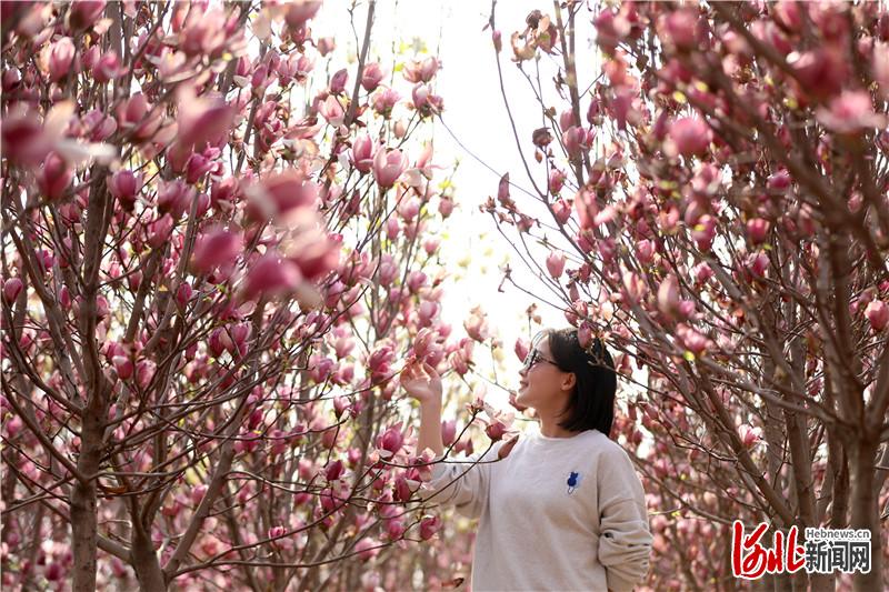 河北隆尧：“以花为媒”开启乡村振兴新画卷