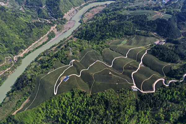 【原创】重庆彭水：“悬崖茶园”助推乡村振兴_fororder_图片4