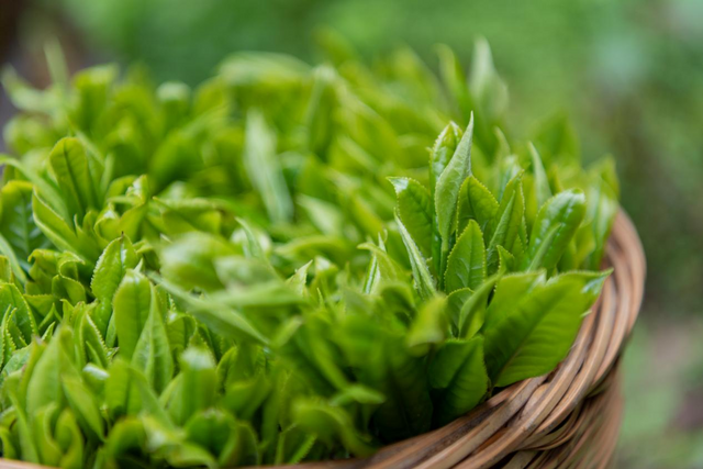 太平猴魁开园采摘 品质提升价格略高往年_fororder_3