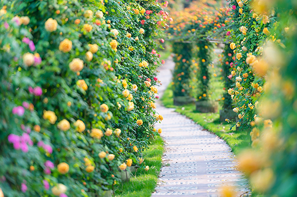 自贡贡井百余种玫瑰花绚丽盛开贡之源花海乡村音乐灯光季即将开幕