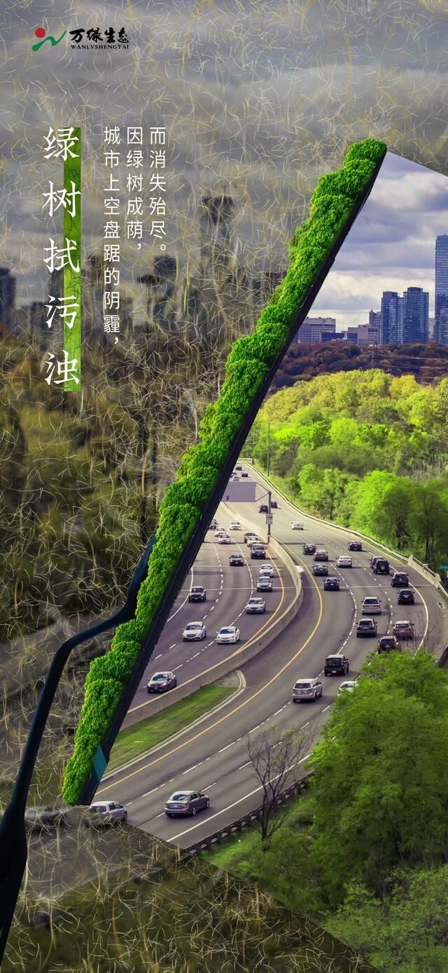 万绿生态少球无球法桐 将郑州浪漫进行到底