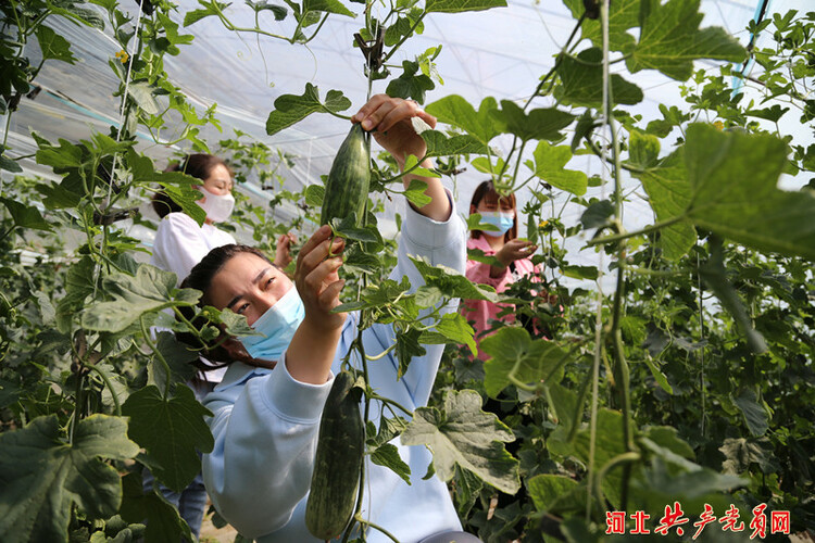 家庭农场采摘——与自然亲密接触的新方式