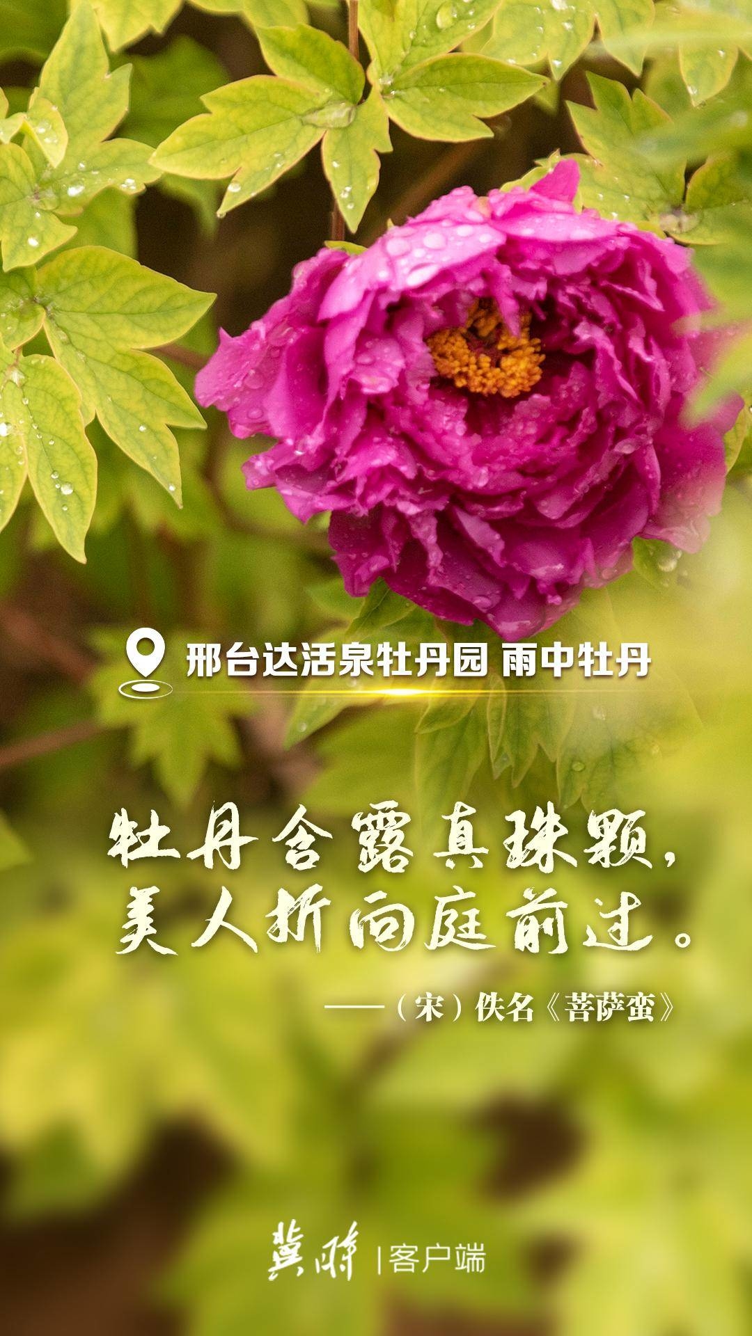 河北：一詩一花 這裡有人間最美的詩意芳華