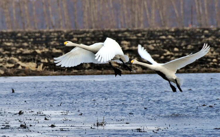 大興農場:白天鵝水田起舞