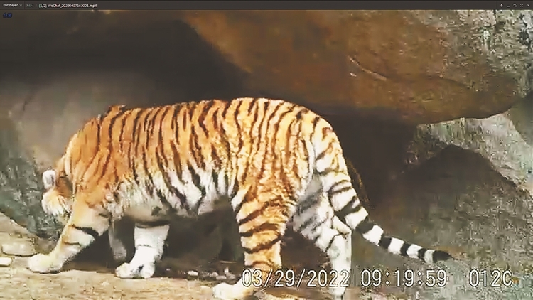 坐标东宁 虎哥豹弟来“巡山” 近几年共发现12只东北虎17只东北豹