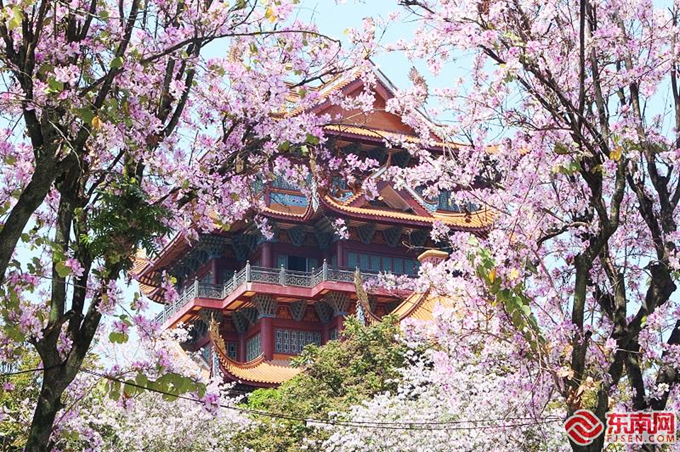 福州城区羊蹄甲花竞相绽放扮靓榕城春天