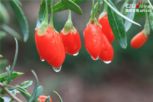 圖片默認標題 圖片默認標題_fororder_004