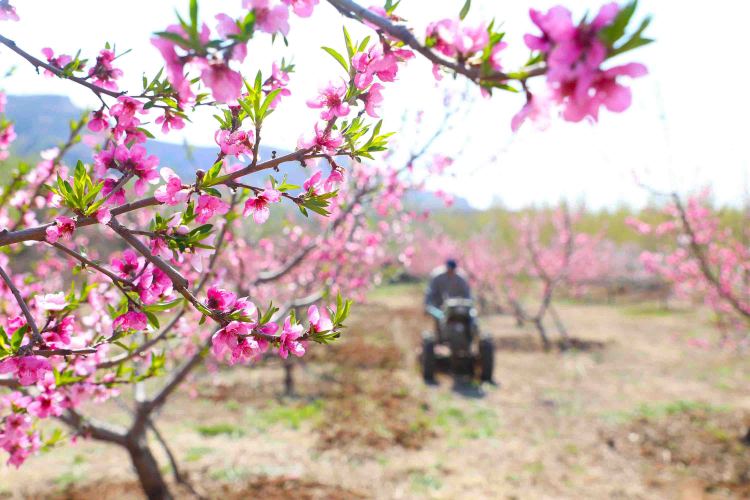 河北丰润：桃花艳 管护忙