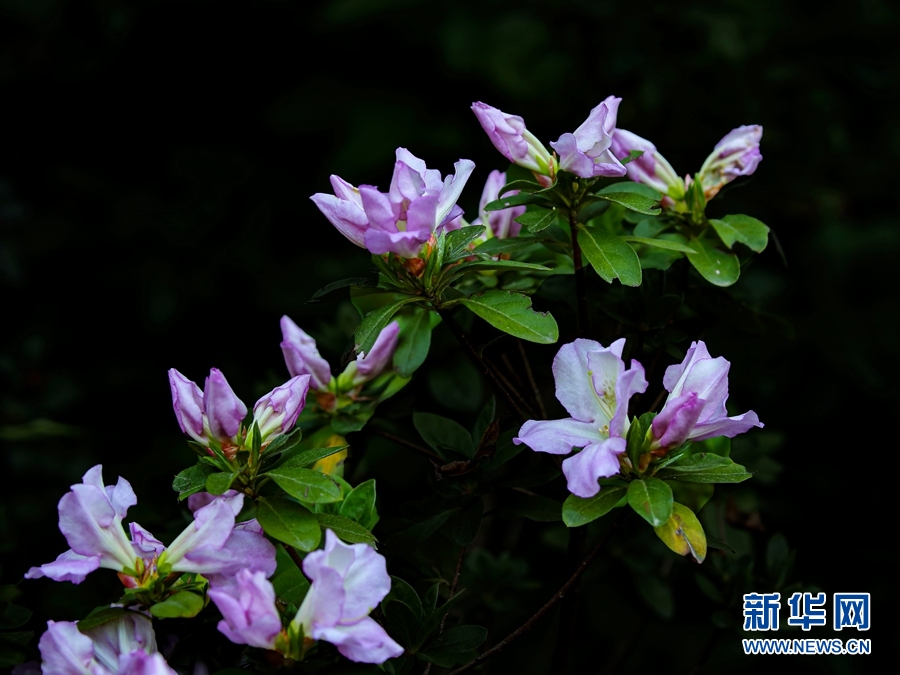 人間四月好風光 杜鵑花開映山紅