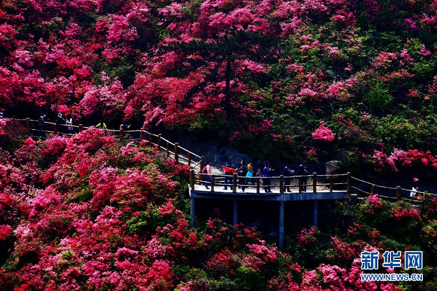 人間四月好風光 杜鵑花開映山紅