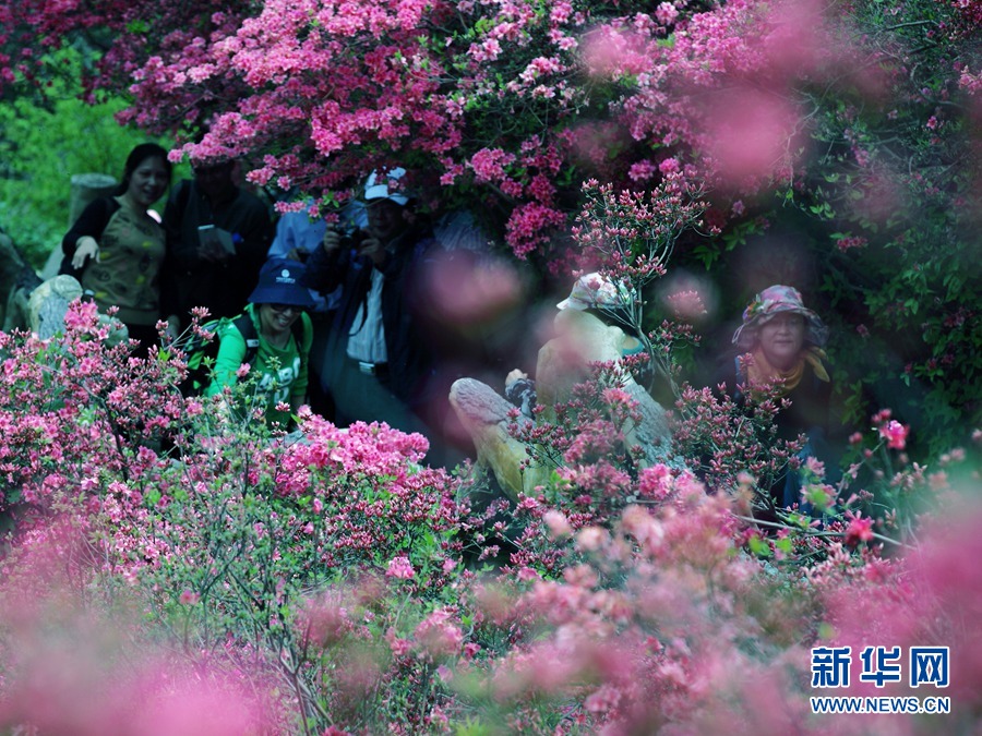 人間四月好風光 杜鵑花開映山紅