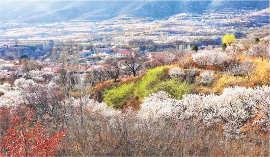 青岛西海岸新区：花开山间入画来