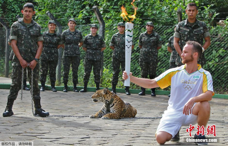 参加奥运圣火传递仪式逃跑 美洲豹被击毙