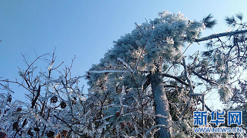 南昌梅岭雾凇如雪 冰花晶莹如钻石