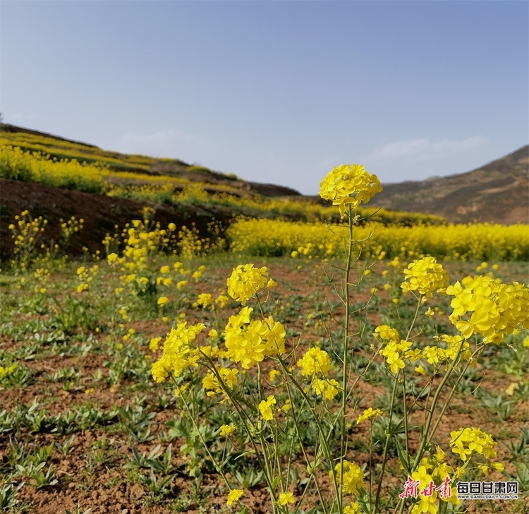 【焦点图+大美甘肃+县域图文列表+天水列表】武山：油菜花开满山黄 香飘四溢尽菲芳