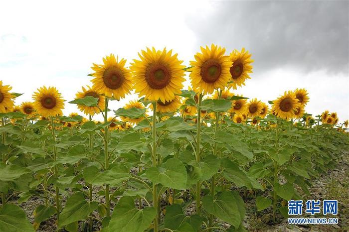 图片默认标题_fororder_5