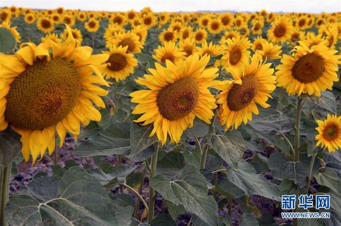 图片默认标题_fororder_7