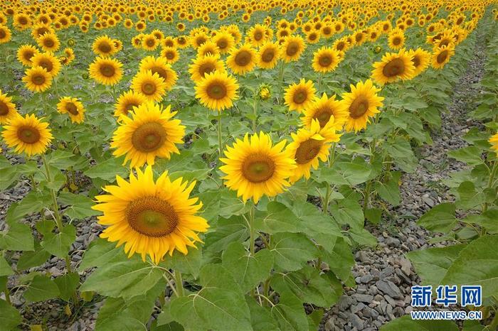 图片默认标题_fororder_6