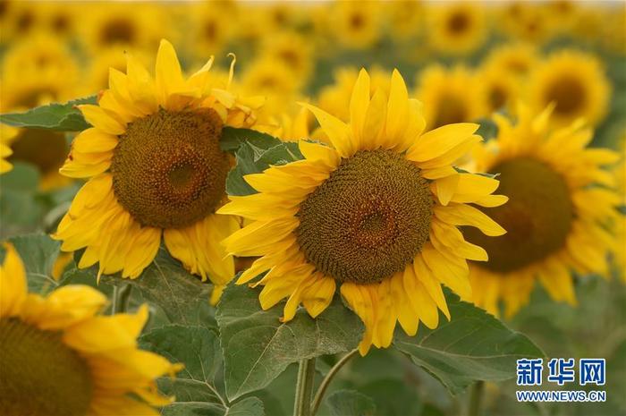 图片默认标题_fororder_2