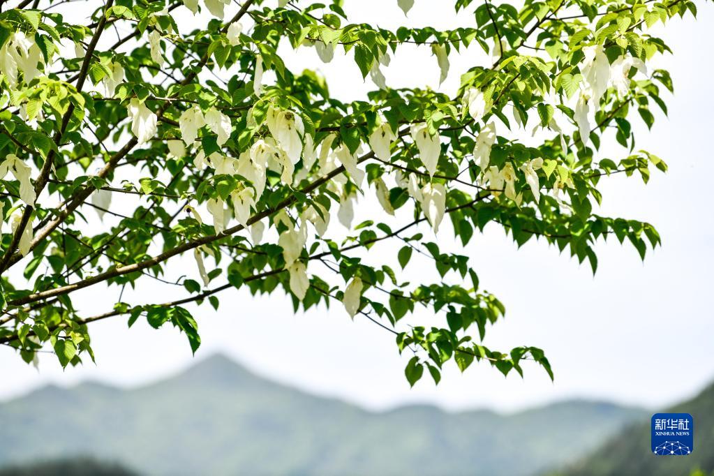 探秘“世界自然遗产”梵净山生物多样性