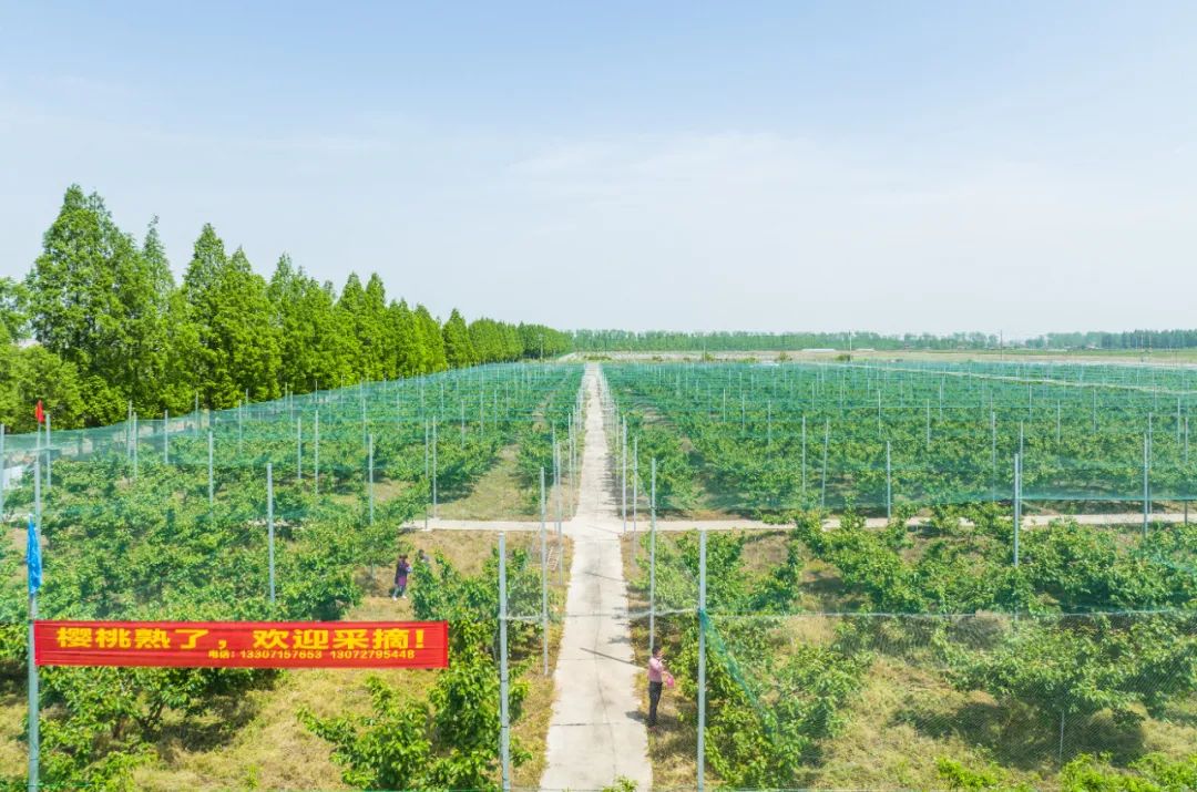 南水北调移民村 “乡愁”长成红樱桃