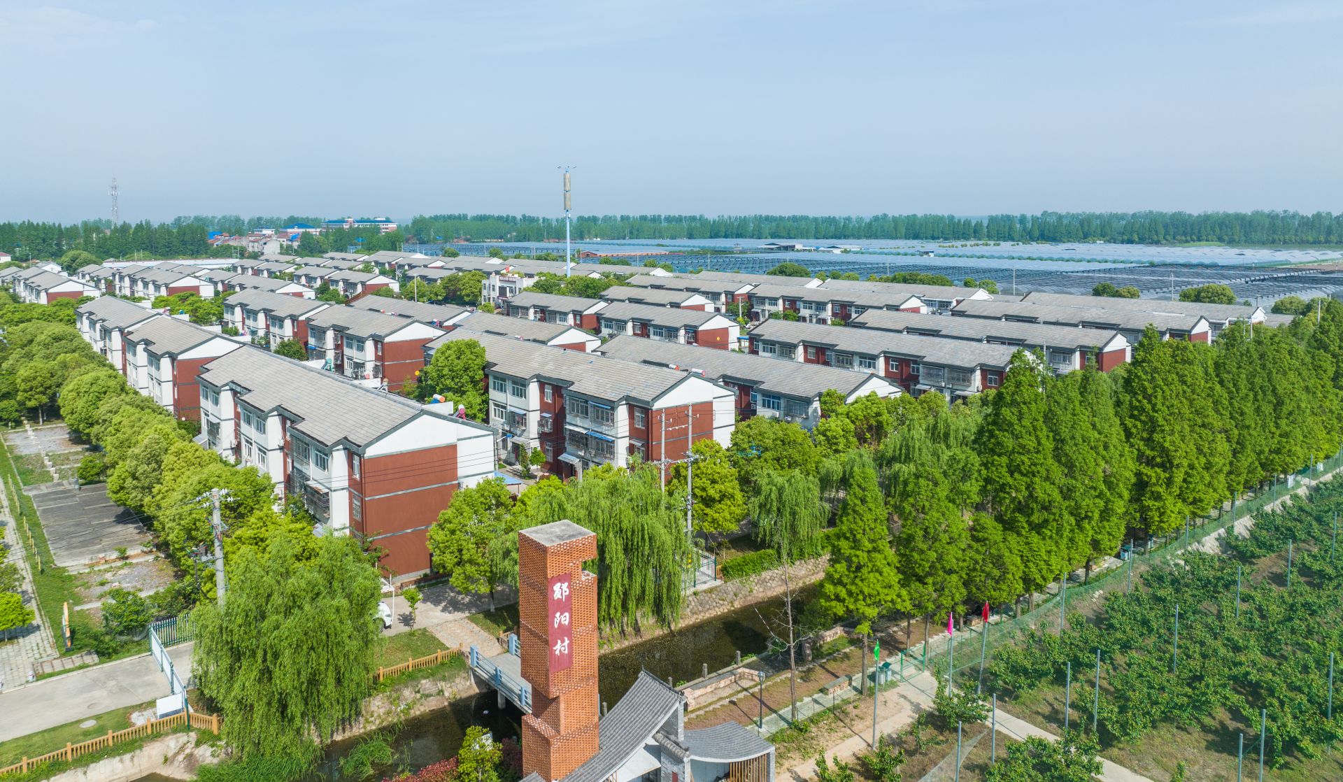 南水北调移民村 “乡愁”长成红樱桃