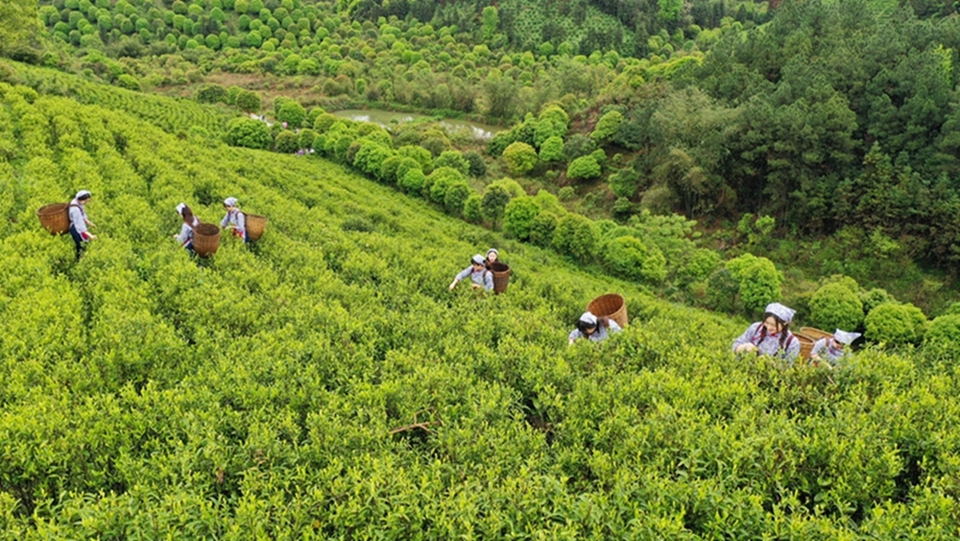 “刘三姐”春茶采摘忙