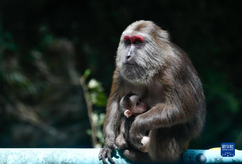 探秘“世界自然遺産”梵凈山生物多樣性