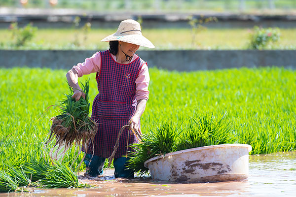 自贡荣县：春耕时节插秧忙 稻渔共生打造荣州府里好粮仓_fororder_5村民拔秧苗现场（摄影-廖志全）