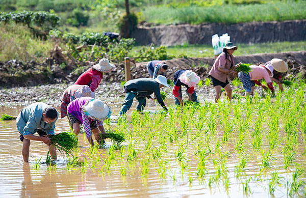 自贡荣县：春耕时节插秧忙 稻渔共生打造荣州府里好粮仓_fororder_2村民插秧现场（摄影-廖志全）